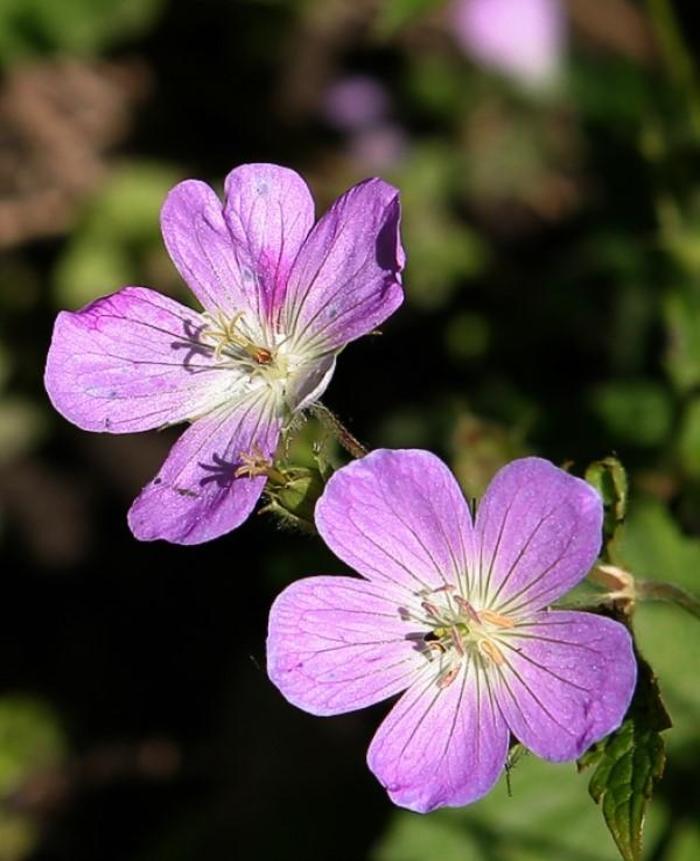 Geranium maculatum 
