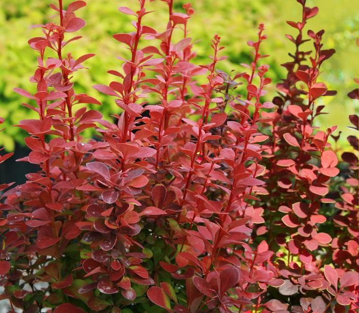 Berberis thunbergii Orange Rocket