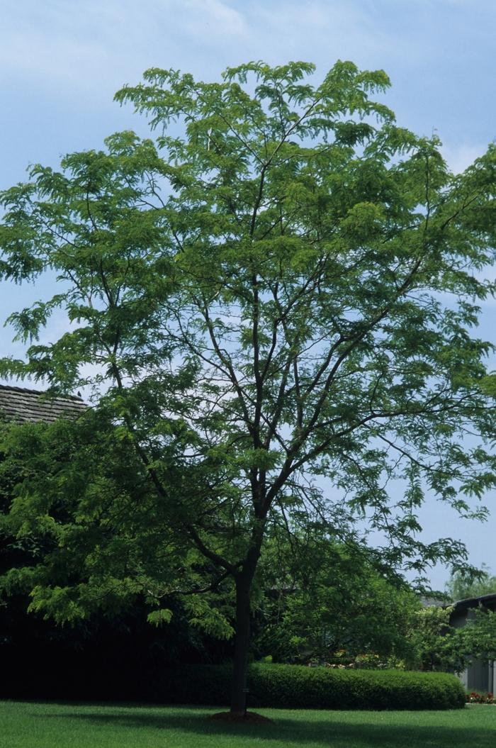 Gleditsia triacanthos var. inermis Sunburst&reg;