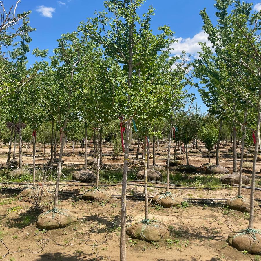 Ginkgo biloba Mariken