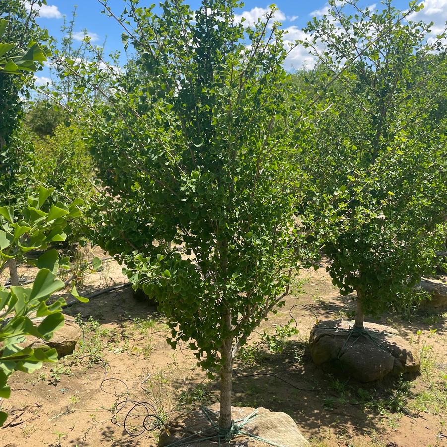 Ginkgo biloba Grindstone