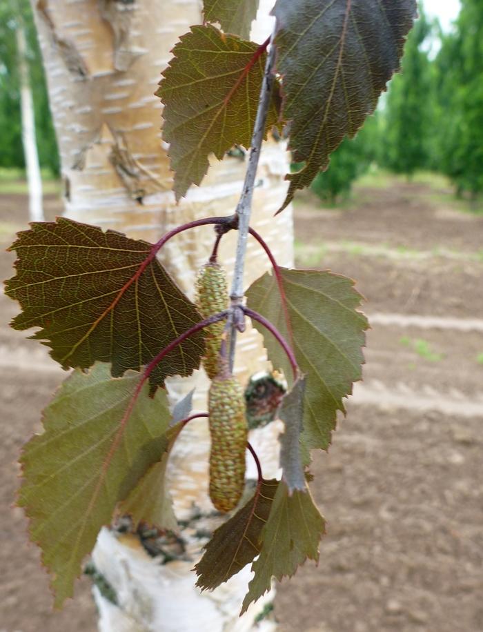 Betula Royal Frost&reg;
