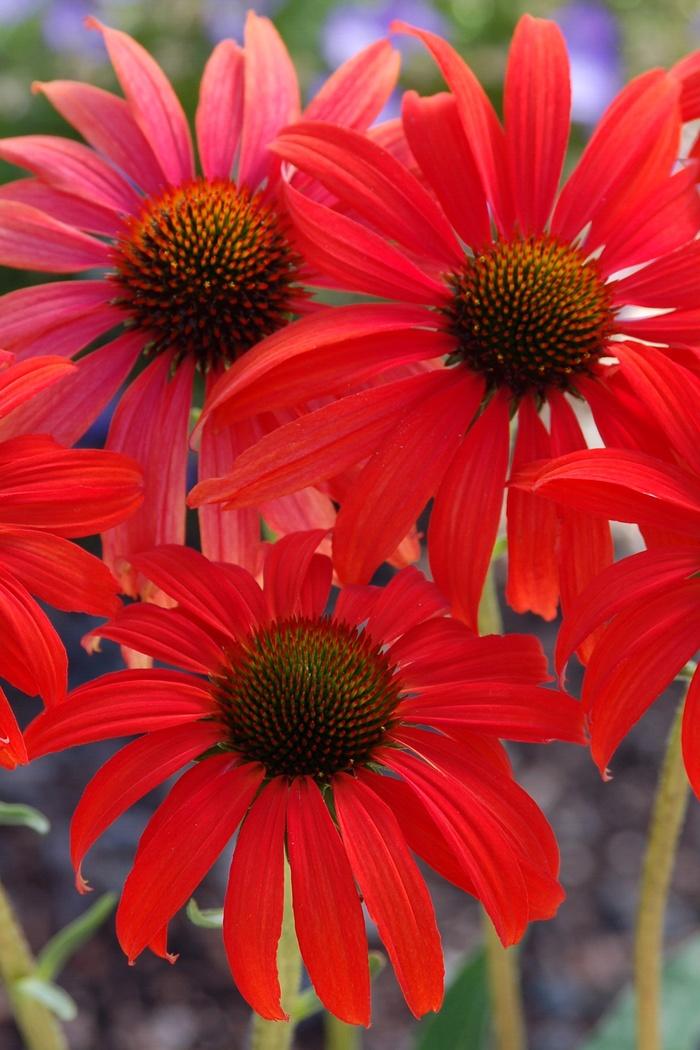 Echinacea Prairie Stars&trade; Tomato Soup