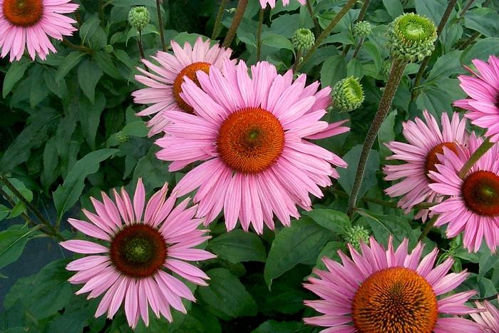 Echinacea purpurea Prairie Pillars&trade; Ruby Giant