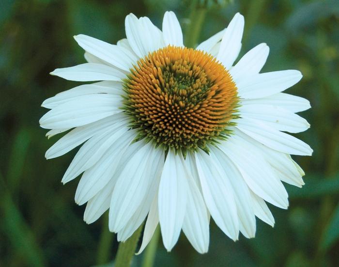 Echinacea purpurea Prairie Pillars&trade; Fragrant Angel