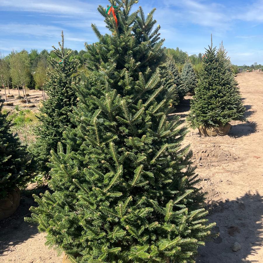 Abies fraseri 
