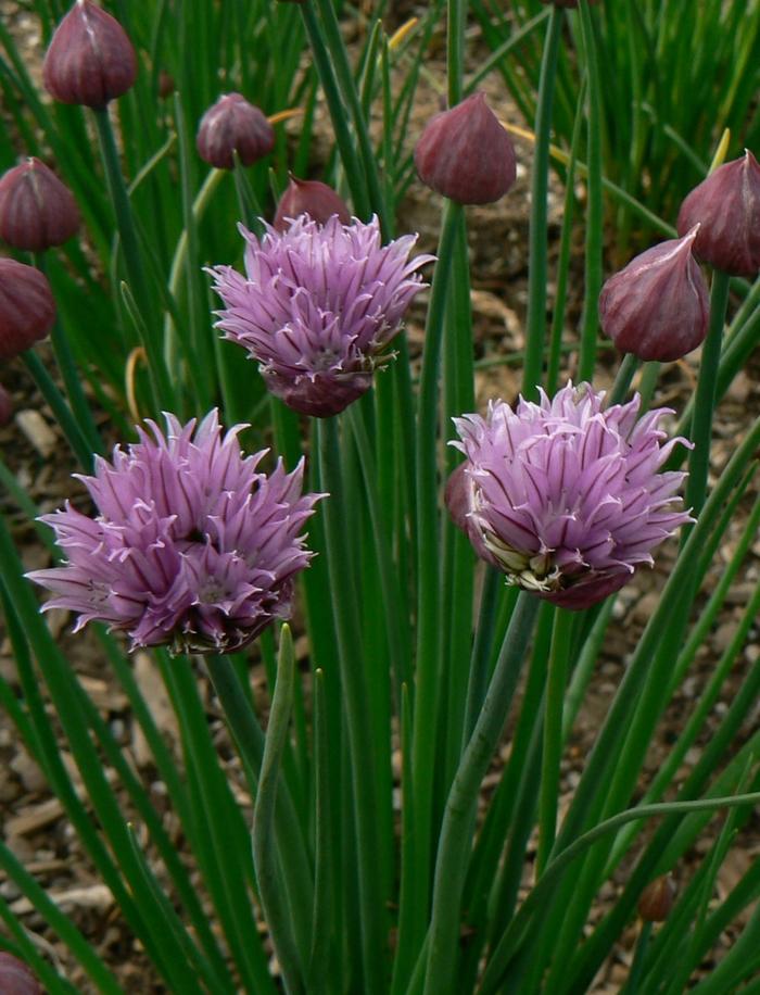 Allium schoenoprasum 