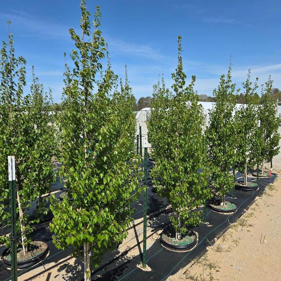 Betula platyphylla Fargo