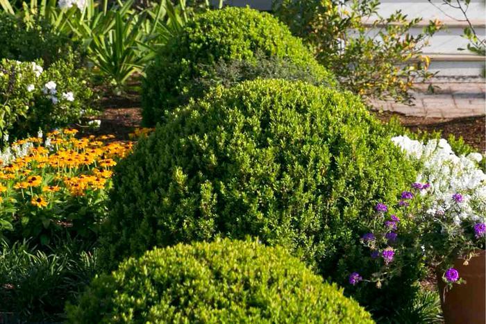 Buxus microphylla var japonica Baby Gem&trade;