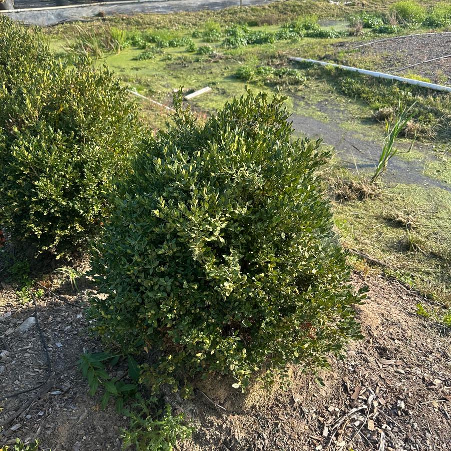 Buxus 'Glencoe'