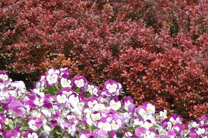 Berberis thunbergii Atropurpurea