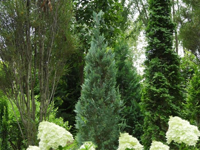 Chamaecyparis lawsoniana Pinpoint&reg; Blue