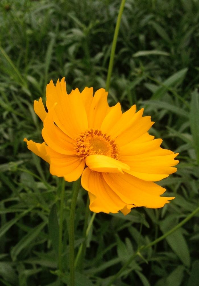 Coreopsis lanceolata 