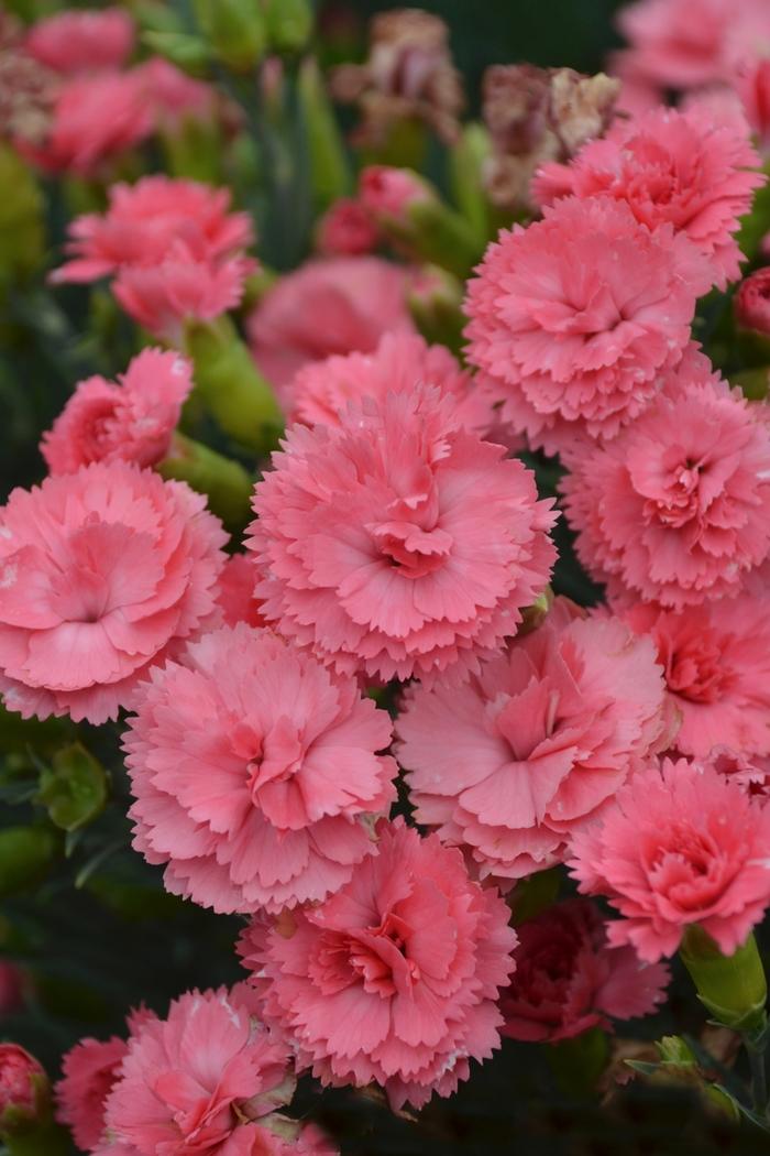 Dianthus Fruit Punch&reg; Classic Coral