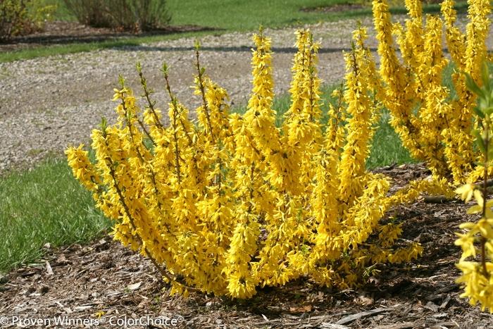 Forsythia x intermedia Show Off&reg; Sugar Baby&reg;