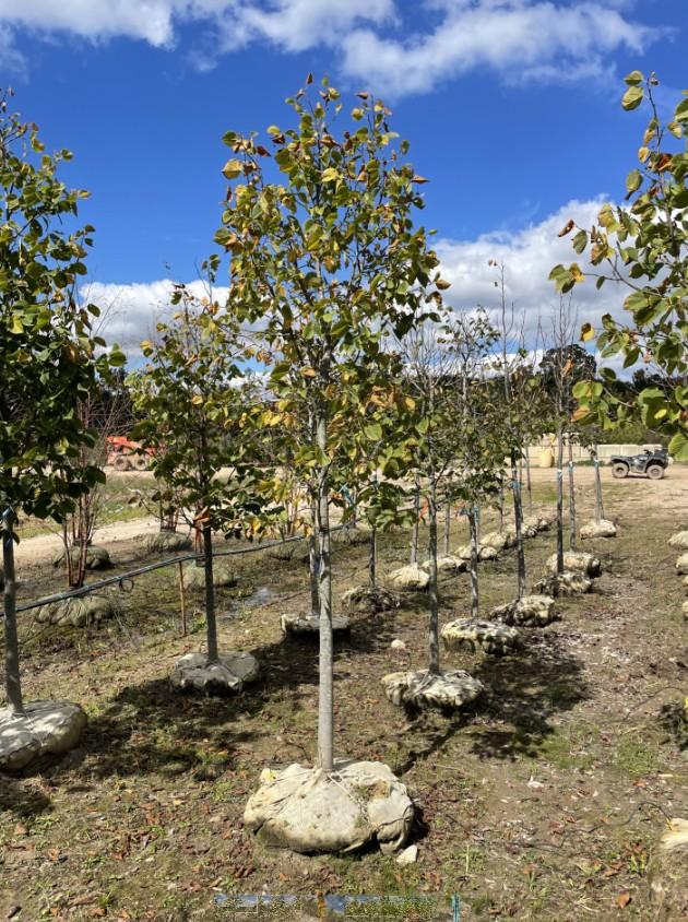 Ginkgo Biloba Maidenhair