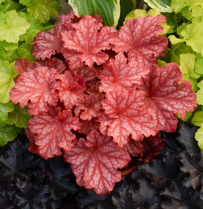 Heuchera Primo&reg; Peachberry Ice