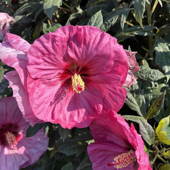 Hibiscus Summerific&reg; Berry Awesome