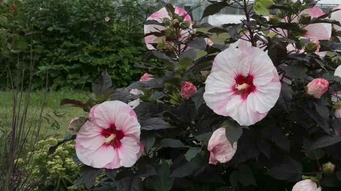 Hibiscus Summerific&reg; Perfect Storm