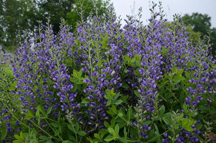 Baptisia Decadence&reg; Blueberry Sundae