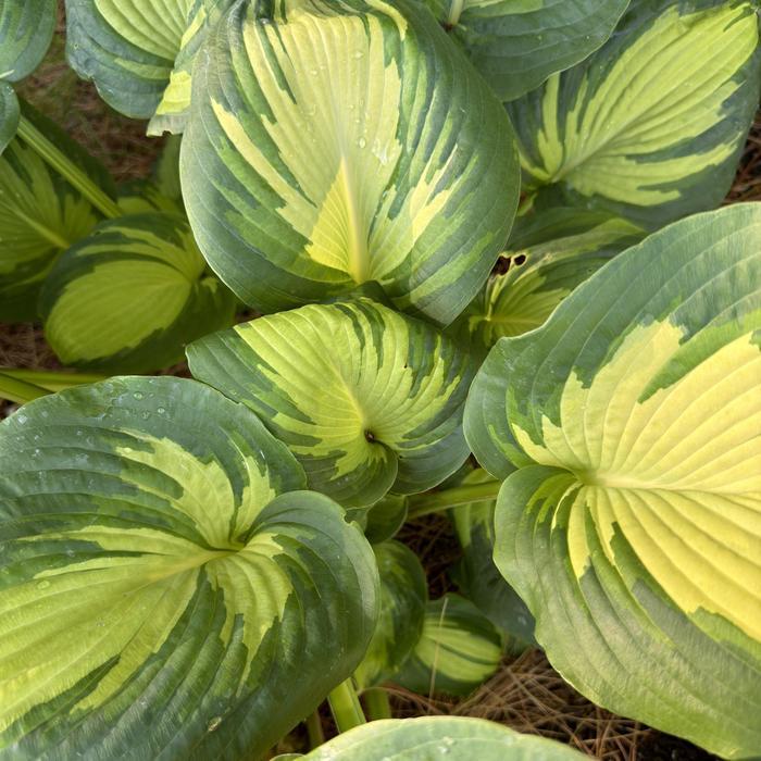 Hosta Great Expectations