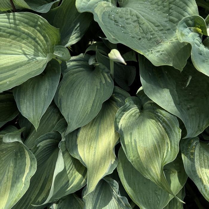 Hosta Guardian Angel