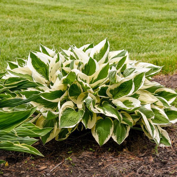 Hosta Patriot