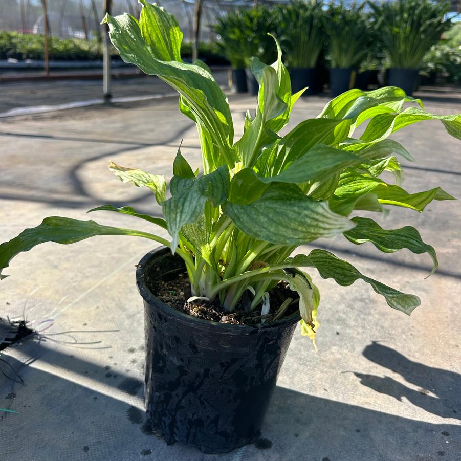 Hosta White Feather