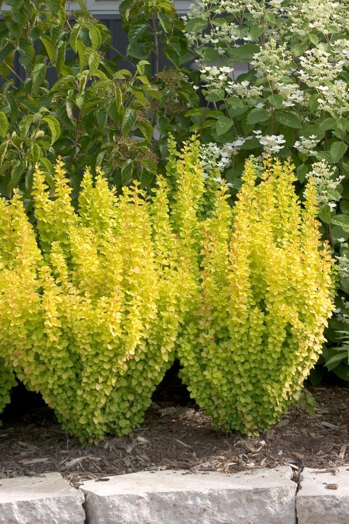 Berberis thunbergii Sunjoy Gold Pillar&reg;