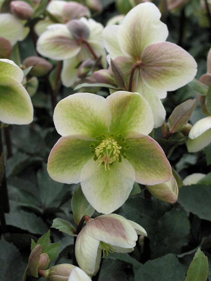 Helleborus Ivory Prince