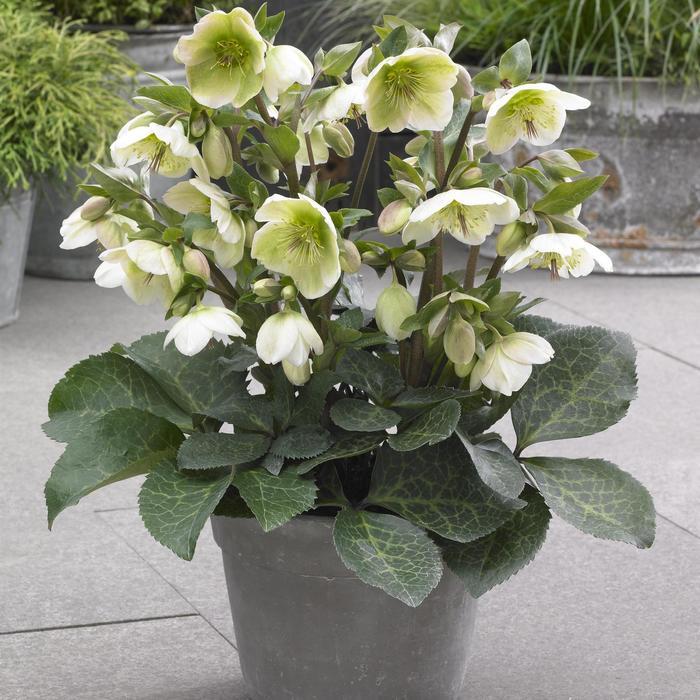 Helleborus Frostkiss&reg; Molly's White