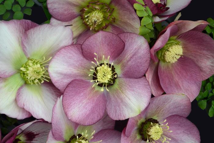Helleborus Honeymoon&reg; Paris in Pink