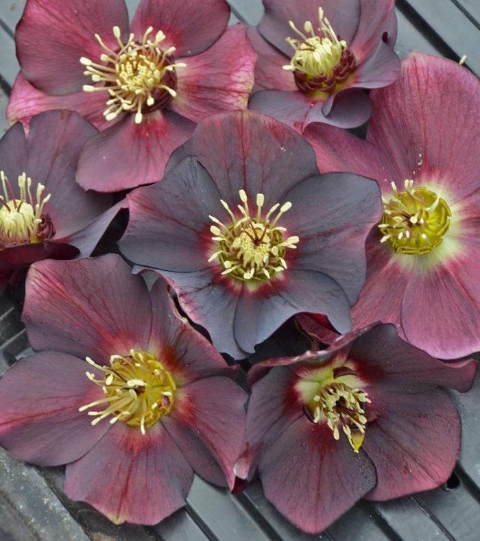 Helleborus Honeymoon&trade; Rome in Red