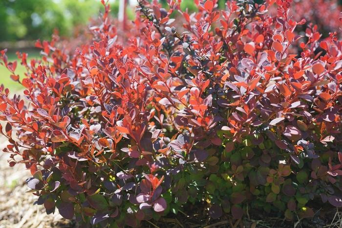 Berberis thunbergii Sunjoy Mini Maroon&reg;