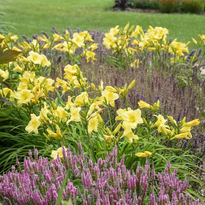 Hemerocallis Rainbow Rhythm&reg; Going Bananas