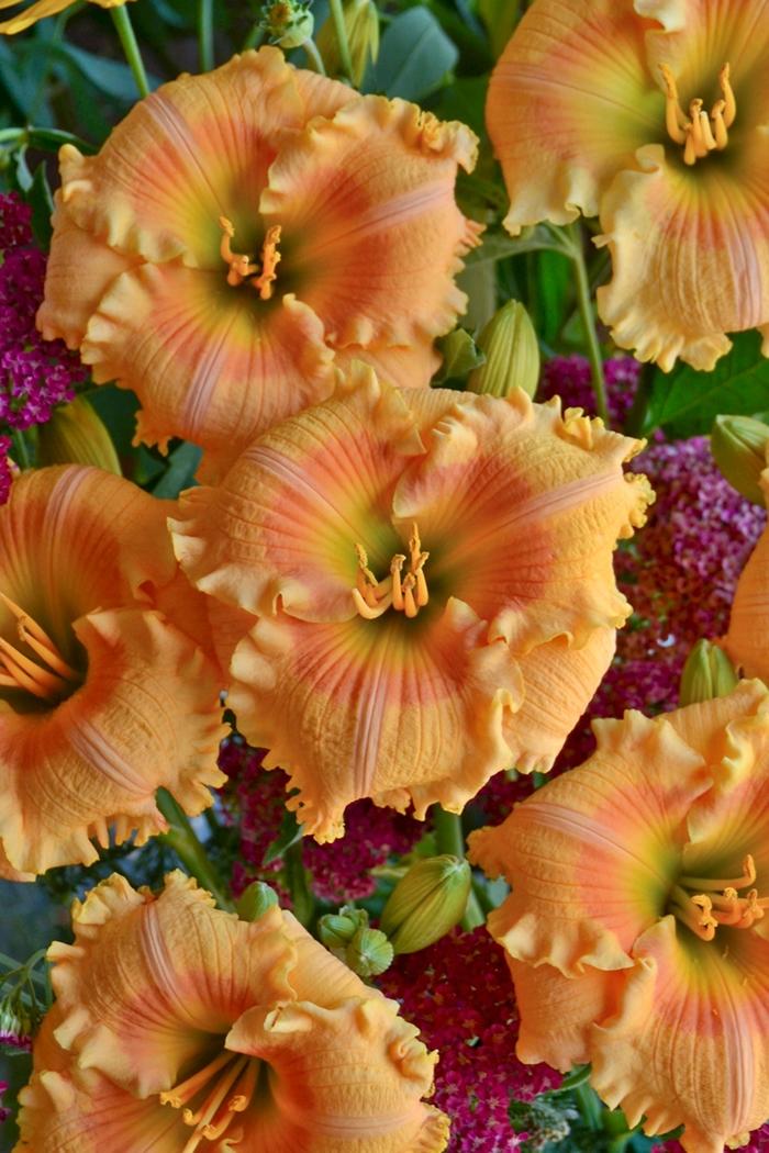 Hemerocallis Rainbow Rhythm&reg; Orange Smoothie
