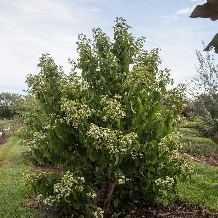 Heptacodium miconiodes Tianshan&reg;