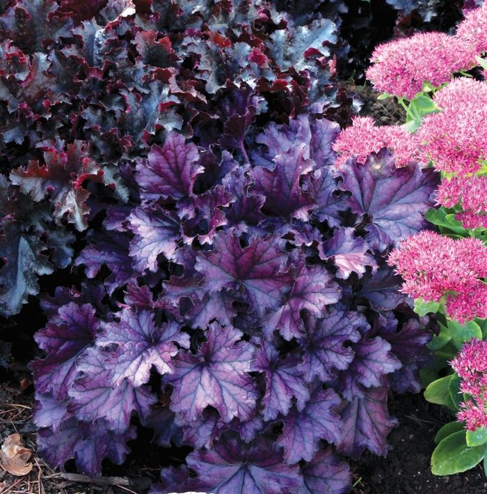 Heuchera Forever&reg; Purple