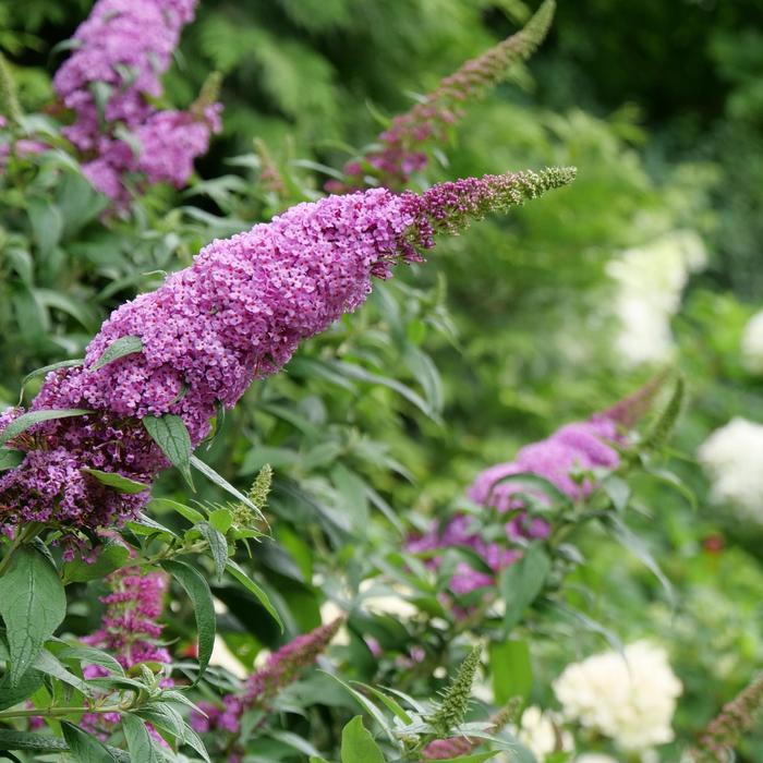 Buddleia Pugster Pinker&reg; Pugster Pinker&reg;