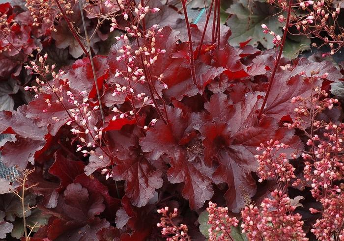 Heuchera Forever&reg; Red