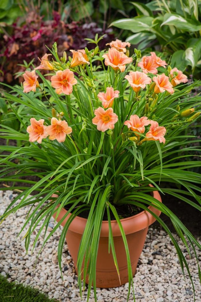 Hemerocallis EveryDaylily&reg; Pink Wing