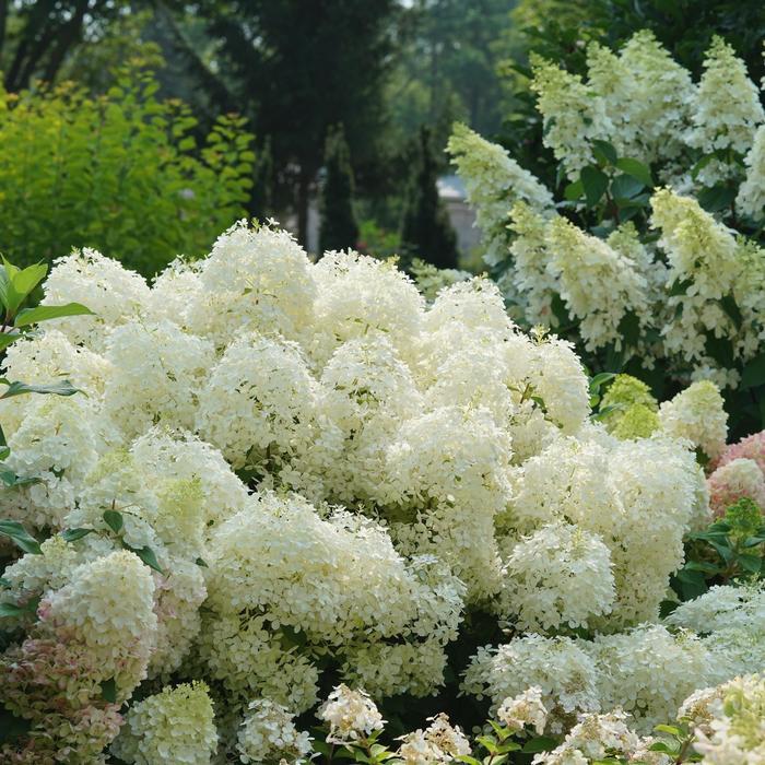 Hydrangea paniculata Puffer Fish&reg;