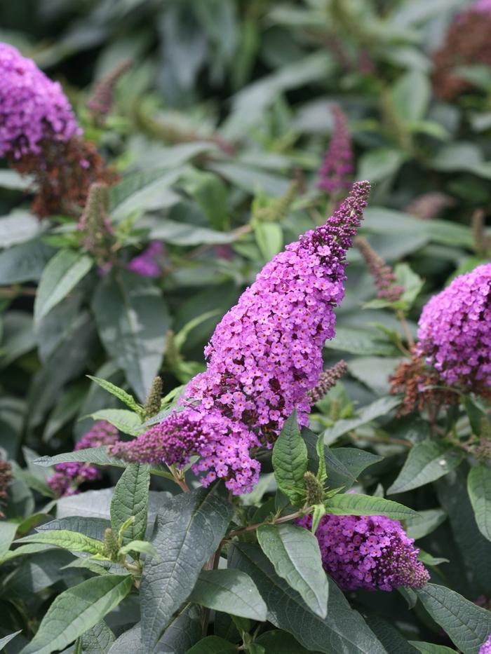Buddleia Pugster Periwinkle&reg;