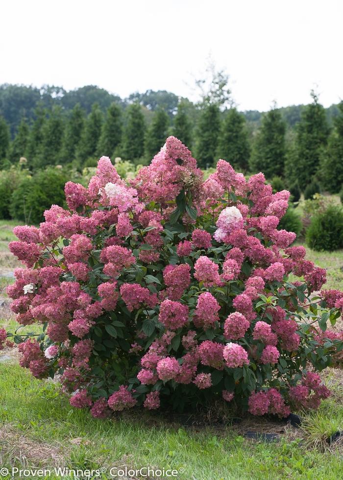 Hydrangea paniculata Fire Light&reg;