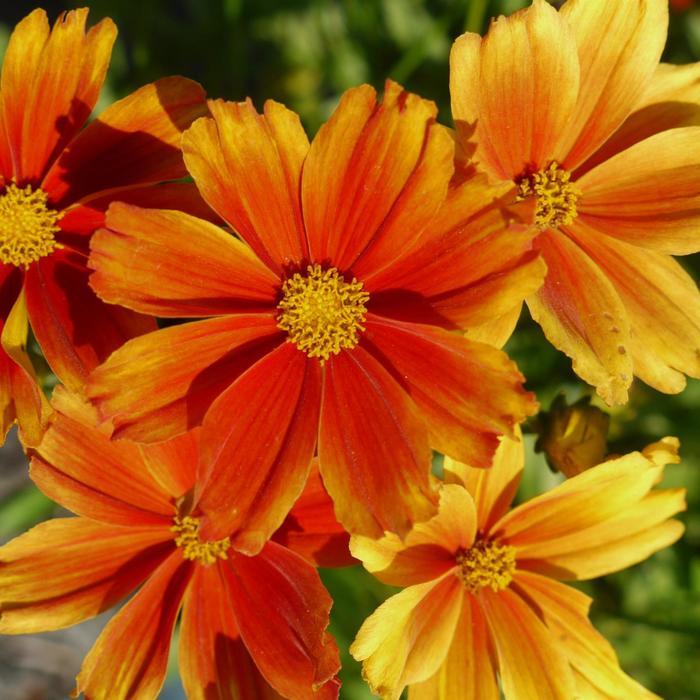 Coreopsis L'il Bang&trade; Darling Clementine