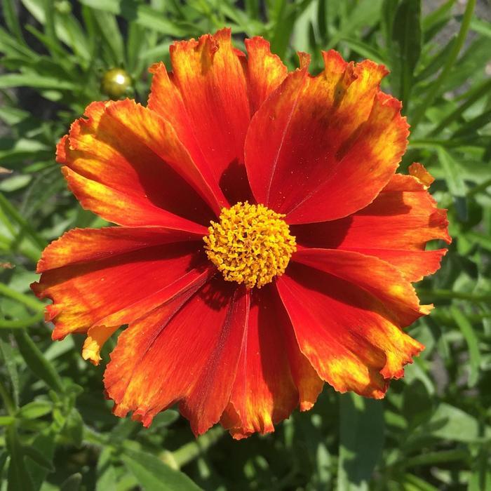 Coreopsis L'il Bang&trade; Firewheel
