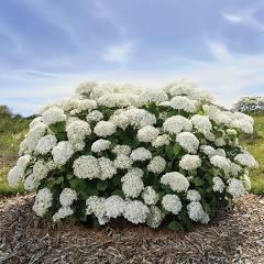 Hydrangea arborescens 'FlowerFull™' - Smooth Hydrangea from Great Lakes Landscape Supply