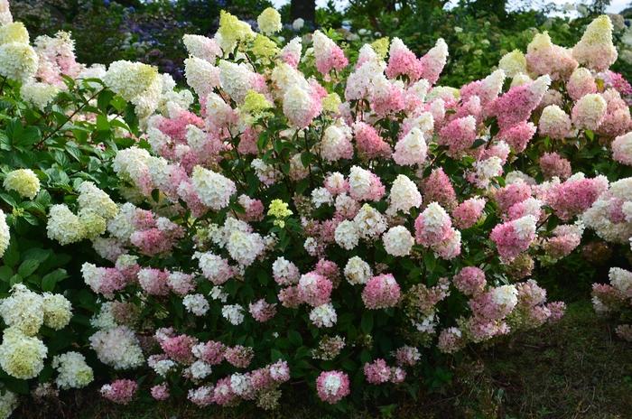 Hydrangea paniculata Strawberry Sundae&reg;