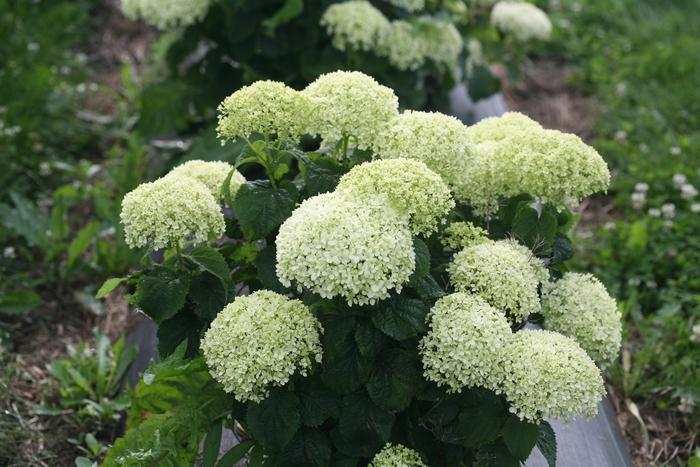 Hydrangea arborescens Invincibelle Limetta&reg; 