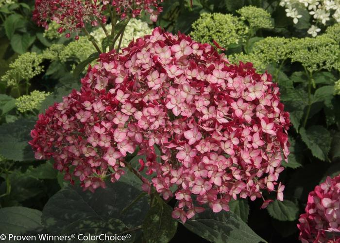 Hydrangea arborescens Invincibelle&reg; Ruby